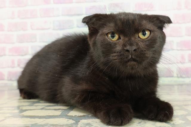 岩手県のスコティッシュフォールド (Coo&RIKU一関店/2025年9月27日生まれ/女の子/ブラック)の子猫の3枚目の画像