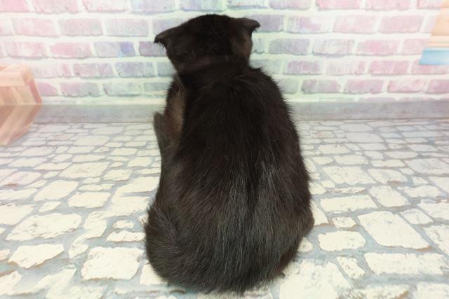 岩手県のスコティッシュフォールド (Coo&RIKU一関店/2025年9月27日生まれ/女の子/ブラック)の子猫の4枚目の画像