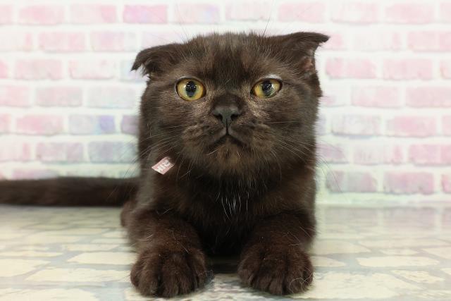 宮城県のスコティッシュフォールド (Coo&RIKU石巻店/2025年9月27日生まれ/女の子/ブラック)の子猫の1枚目の画像