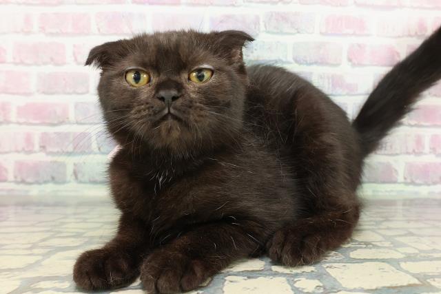 宮城県のスコティッシュフォールド (Coo&RIKU石巻店/2025年9月27日生まれ/女の子/ブラック)の子猫の2枚目の画像