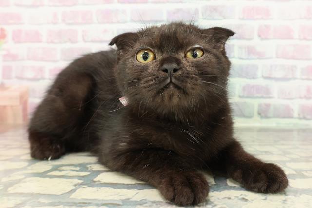 宮城県のスコティッシュフォールド (Coo&RIKU石巻店/2025年9月27日生まれ/女の子/ブラック)の子猫の3枚目の画像