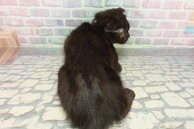 宮城県のスコティッシュフォールド (Coo&RIKU石巻店/2025年9月27日生まれ/女の子/ブラック)の子猫の4枚目の画像