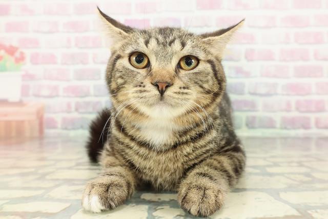 新潟県のマンチカン (Coo&RIKUイオンモール新発田店/2025年9月15日生まれ/女の子/ブラウンタビーホワイト)の子猫の1枚目の画像