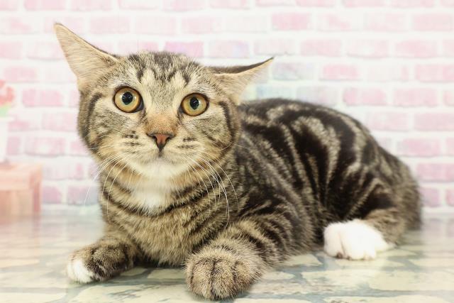 新潟県のマンチカン (Coo&RIKUイオンモール新発田店/2025年9月15日生まれ/女の子/ブラウンタビーホワイト)の子猫の2枚目の画像