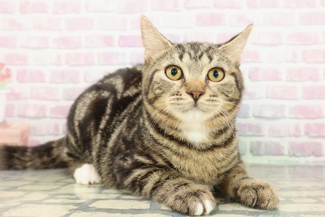 新潟県のマンチカン (Coo&RIKUイオンモール新発田店/2025年9月15日生まれ/女の子/ブラウンタビーホワイト)の子猫の3枚目の画像