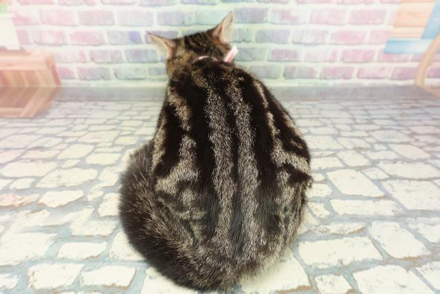 新潟県のマンチカン (Coo&RIKUイオンモール新発田店/2025年9月15日生まれ/女の子/ブラウンタビーホワイト)の子猫の4枚目の画像