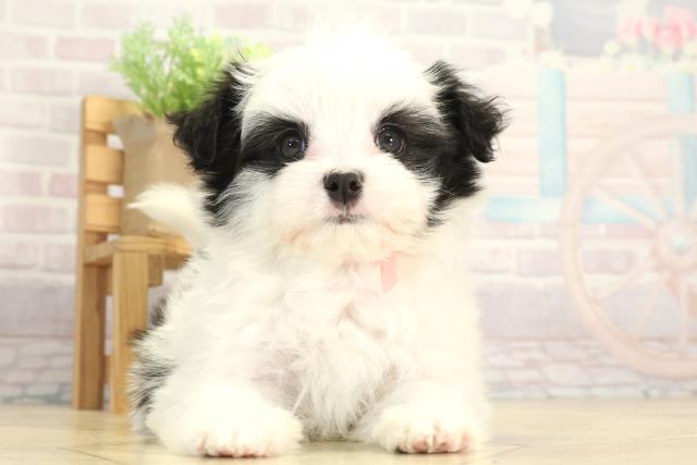 岐阜県のハーフ犬・ミックス犬 (Coo&RIKU岐南店/2025年12月27日生まれ/女の子/ホワイトブラック)の子犬