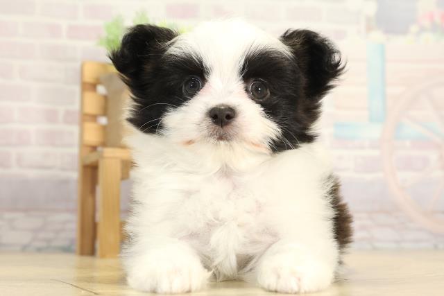 岐阜県のハーフ犬・ミックス犬 (Coo&RIKU岐阜店/2025年12月27日生まれ/男の子/ホワイトブラック)の子犬