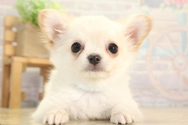 愛知県のチワワ(ロング) (Coo&RIKU東海一宮店/2025年12月25日生まれ/男の子/クリーム)の子犬の1枚目の画像