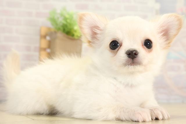 愛知県のチワワ(ロング) (Coo&RIKU東海一宮店/2025年12月25日生まれ/男の子/クリーム)の子犬の2枚目の画像