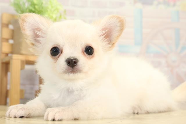 愛知県のチワワ(ロング) (Coo&RIKU東海一宮店/2025年12月25日生まれ/男の子/クリーム)の子犬の3枚目の画像