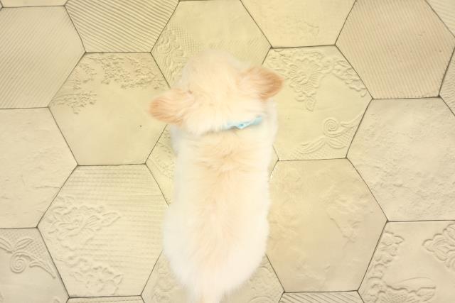 愛知県のチワワ(ロング) (Coo&RIKU東海一宮店/2025年12月25日生まれ/男の子/クリーム)の子犬の4枚目の画像