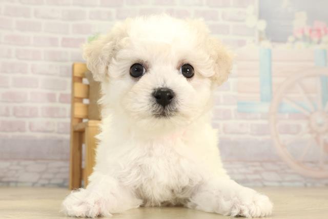 ビション・フリーゼ