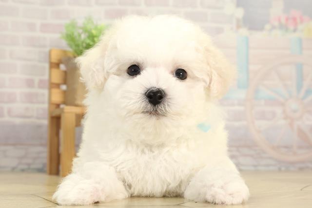 ビション・フリーゼ