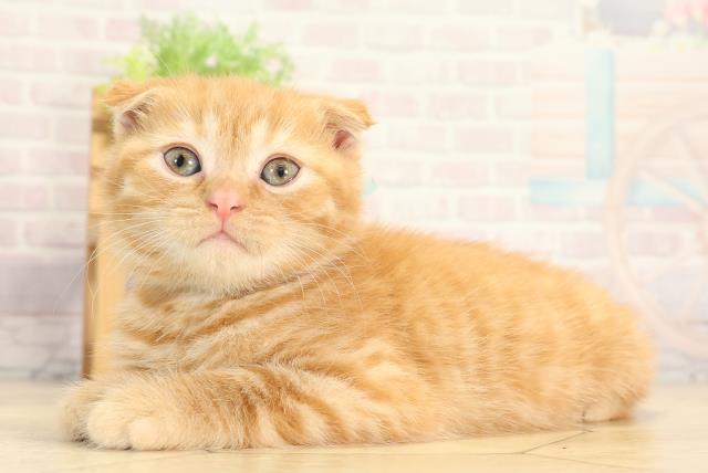 岐阜県のスコティッシュフォールド (Coo&RIKU岐阜店/2025年12月27日生まれ/男の子/レッドタビー)の子猫の3枚目の画像