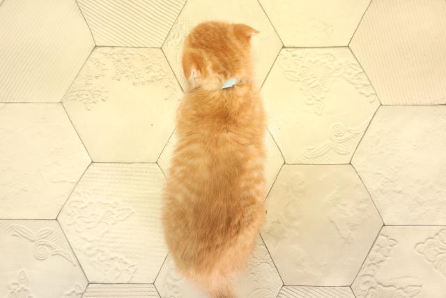 岐阜県のスコティッシュフォールド (Coo&RIKU岐阜店/2025年12月27日生まれ/男の子/レッドタビー)の子猫の4枚目の画像