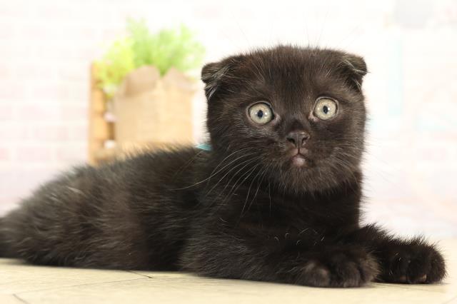 三重県のスコティッシュフォールド (Coo&RIKU四日市店/2025年12月27日生まれ/男の子/ブラックスモーク)の子猫の2枚目の画像