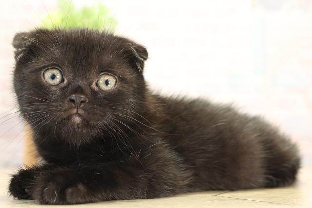 三重県のスコティッシュフォールド (Coo&RIKU四日市店/2025年12月27日生まれ/男の子/ブラックスモーク)の子猫の3枚目の画像