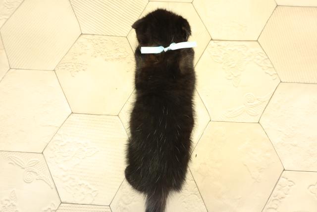 三重県のスコティッシュフォールド (Coo&RIKU四日市店/2025年12月27日生まれ/男の子/ブラックスモーク)の子猫の4枚目の画像