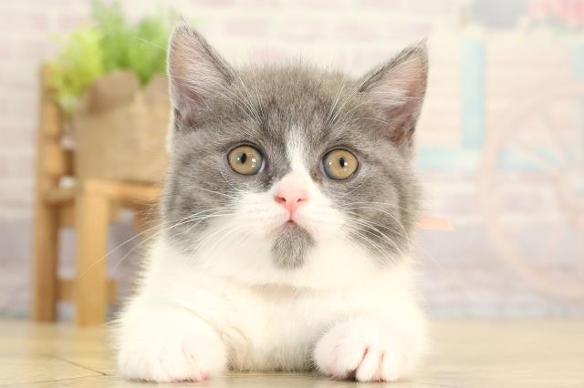 岐阜県のブリティッシュショートヘアー (Coo&RIKU岐阜店/2025年12月28日生まれ/女の子/ブルーホワイト)の子猫の1枚目の画像