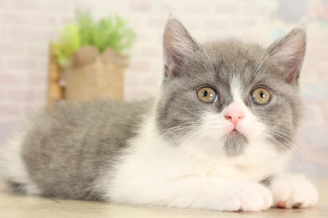 岐阜県のブリティッシュショートヘアー (Coo&RIKU岐阜店/2025年12月28日生まれ/女の子/ブルーホワイト)の子猫の2枚目の画像