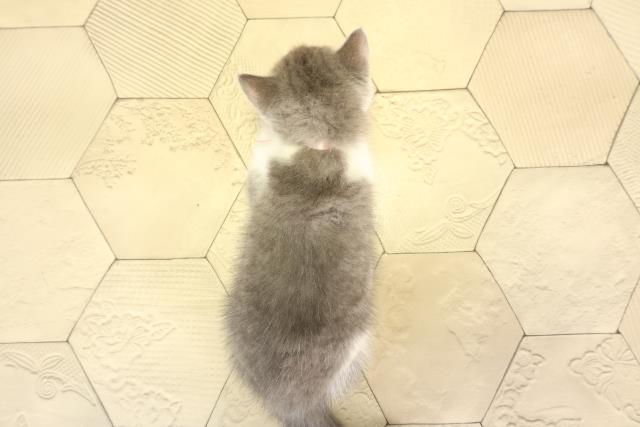 岐阜県のブリティッシュショートヘアー (Coo&RIKU岐阜店/2025年12月28日生まれ/女の子/ブルーホワイト)の子猫の4枚目の画像