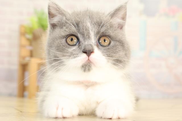 愛知県のブリティッシュショートヘアー (Coo&RIKU名古屋みなと店/2025年12月28日生まれ/女の子/ブルーホワイト)の子猫の1枚目の画像