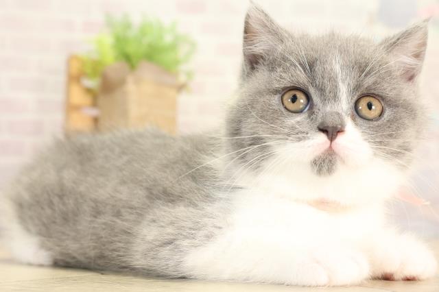愛知県のブリティッシュショートヘアー (Coo&RIKU名古屋みなと店/2025年12月28日生まれ/女の子/ブルーホワイト)の子猫の2枚目の画像