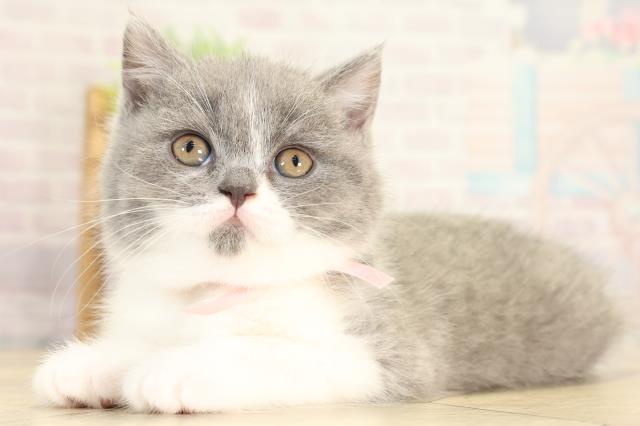 愛知県のブリティッシュショートヘアー (Coo&RIKU名古屋みなと店/2025年12月28日生まれ/女の子/ブルーホワイト)の子猫の3枚目の画像