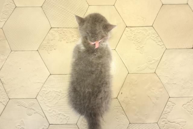愛知県のブリティッシュショートヘアー (Coo&RIKU名古屋みなと店/2025年12月28日生まれ/女の子/ブルーホワイト)の子猫の4枚目の画像