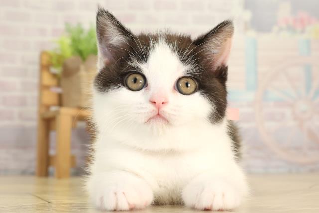 愛知県のブリティッシュショートヘアー (Coo&RIKU東海一宮店/2025年12月28日生まれ/女の子/ブラックホワイト)の子猫の1枚目の画像