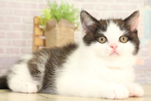 愛知県のブリティッシュショートヘアー (Coo&RIKU東海一宮店/2025年12月28日生まれ/女の子/ブラックホワイト)の子猫の2枚目の画像