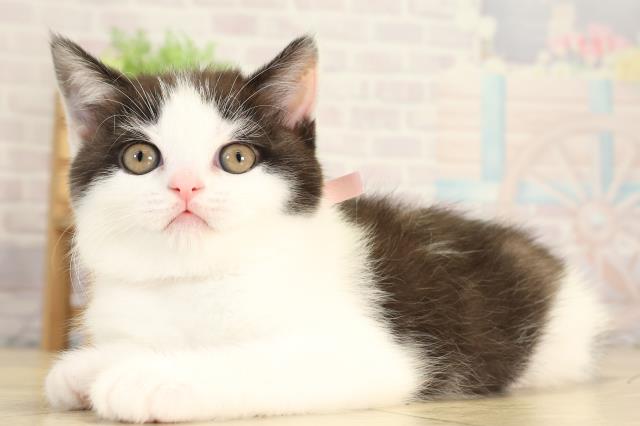 愛知県のブリティッシュショートヘアー (Coo&RIKU東海一宮店/2025年12月28日生まれ/女の子/ブラックホワイト)の子猫の3枚目の画像