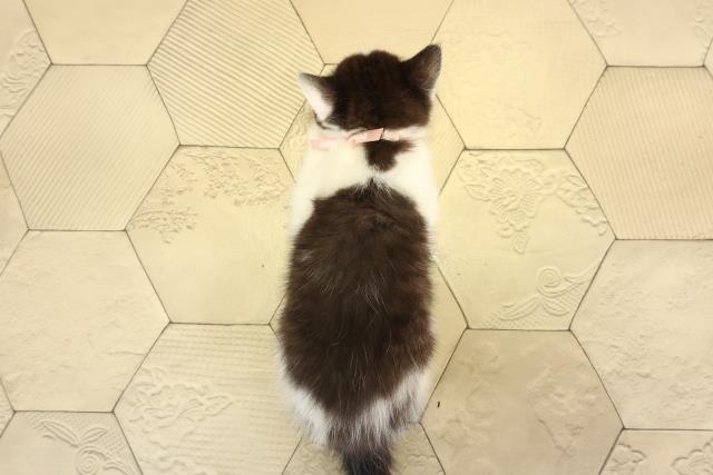 愛知県のブリティッシュショートヘアー (Coo&RIKU東海一宮店/2025年12月28日生まれ/女の子/ブラックホワイト)の子猫の4枚目の画像