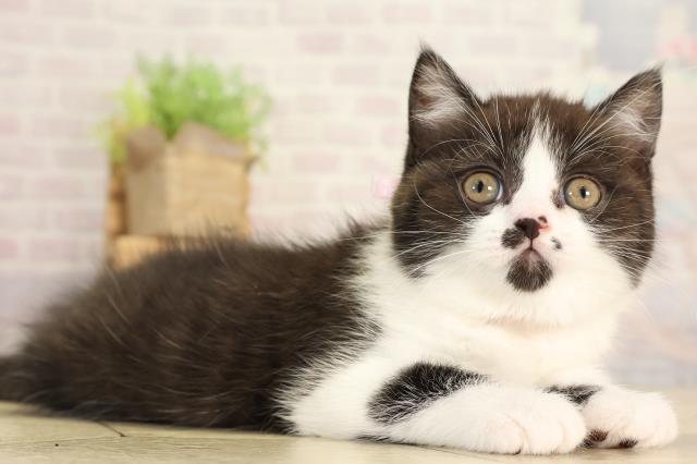 岐阜県のブリティッシュショートヘアー (Coo&RIKU岐南店/2025年12月28日生まれ/女の子/ブラックホワイト)の子猫の2枚目の画像