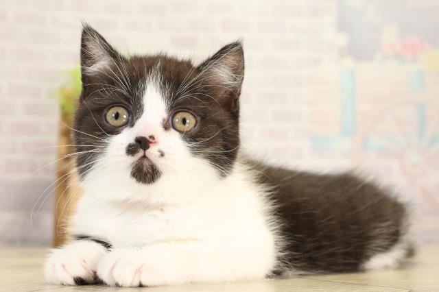 岐阜県のブリティッシュショートヘアー (Coo&RIKU岐南店/2025年12月28日生まれ/女の子/ブラックホワイト)の子猫の3枚目の画像