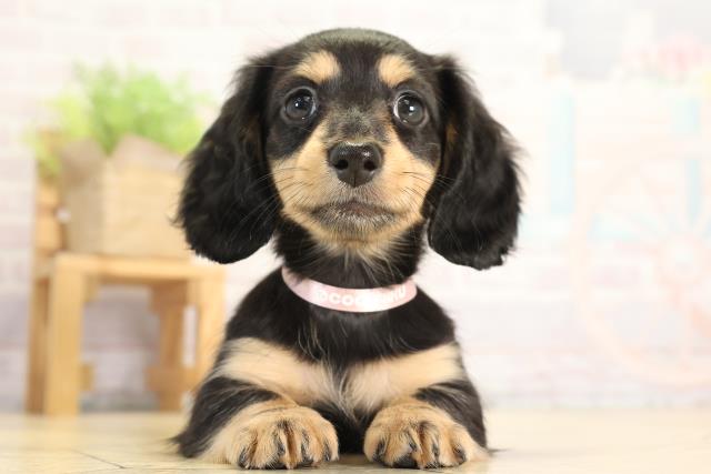 ミニチュア・ダックスフンド