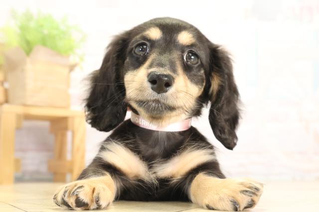 ミニチュア・ダックスフンド