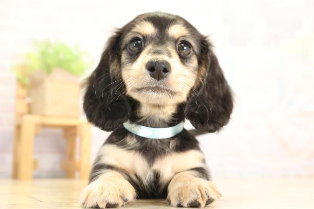 岐阜県のミニチュアダックスフンド(ロング) (Coo&RIKU岐阜店/2025年12月28日生まれ/男の子/ブラックタン)の子犬の1枚目の画像