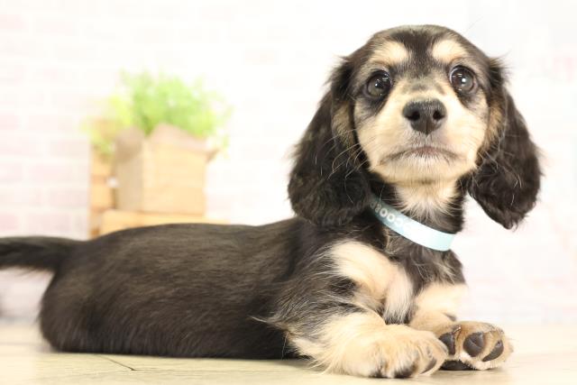 岐阜県のミニチュアダックスフンド(ロング) (Coo&RIKU岐阜店/2025年12月28日生まれ/男の子/ブラックタン)の子犬の2枚目の画像