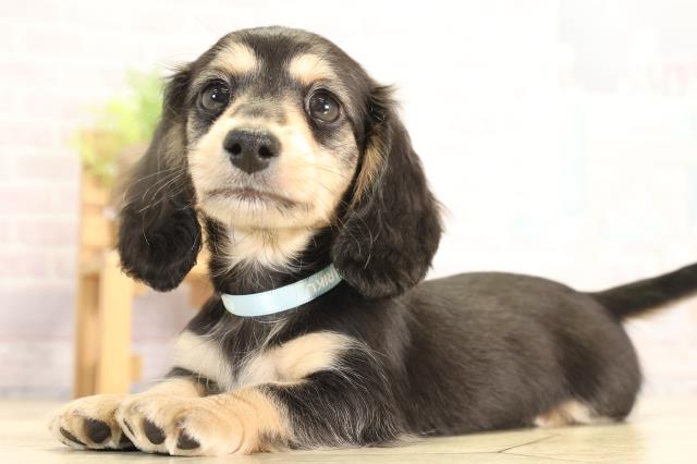 岐阜県のミニチュアダックスフンド(ロング) (Coo&RIKU岐阜店/2025年12月28日生まれ/男の子/ブラックタン)の子犬の3枚目の画像