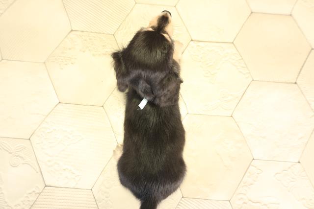 岐阜県のミニチュアダックスフンド(ロング) (Coo&RIKU岐阜店/2025年12月28日生まれ/男の子/ブラックタン)の子犬の4枚目の画像