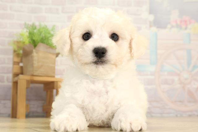 ビション・フリーゼ