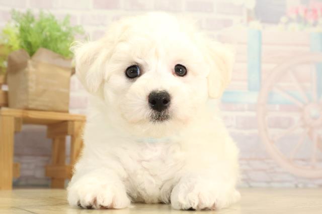 ビション・フリーゼ