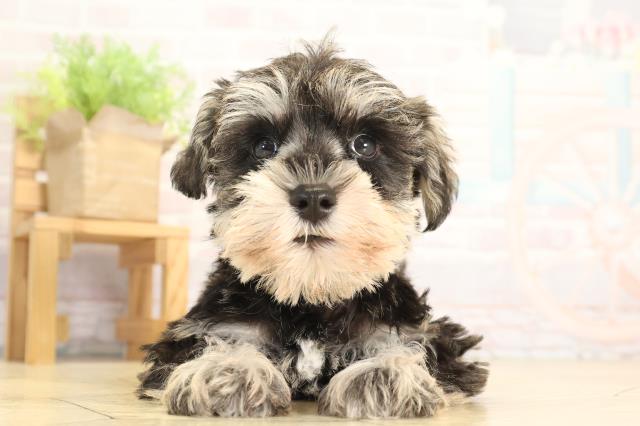 ミニチュア・シュナウザー
