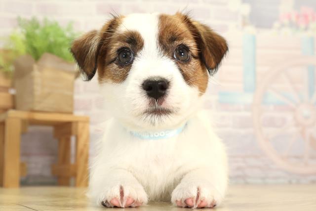 ジャックラッセルテリア