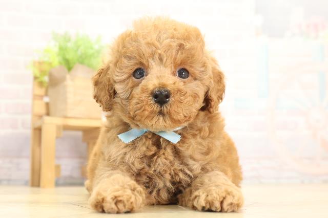 トイ・プードル