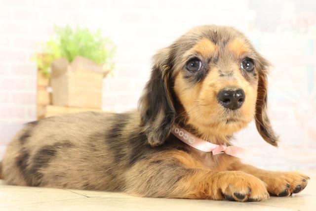 岐阜県のミニチュアダックスフンド(ロング) (Coo&RIKU岐阜店/2025年12月28日生まれ/女の子/シルバーダップル)の子犬の2枚目の画像