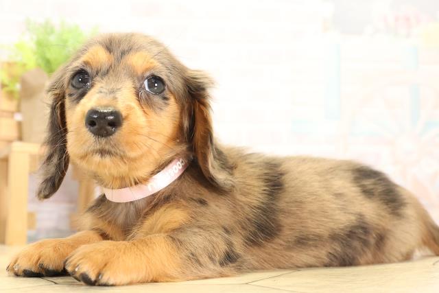 岐阜県のミニチュアダックスフンド(ロング) (Coo&RIKU岐阜店/2025年12月28日生まれ/女の子/シルバーダップル)の子犬の3枚目の画像