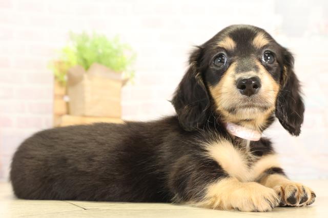 三重県のミニチュアダックスフンド(ロング) (Coo&RIKU四日市店/2025年12月28日生まれ/女の子/ブラックタン)の子犬の2枚目の画像